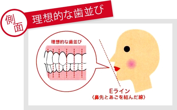 理想的な歯並び（側面）