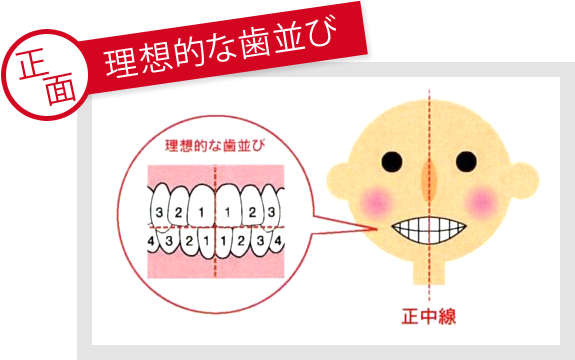 理想的な歯並び（正面）